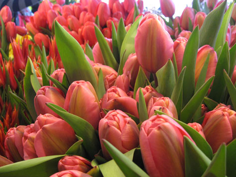 img_2079 The incredible spring tulips at Pike Place Market