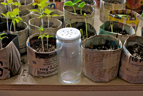 watering seedlings in newspaper pots