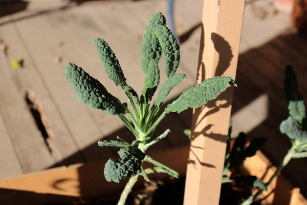 grow kale in wine boxes