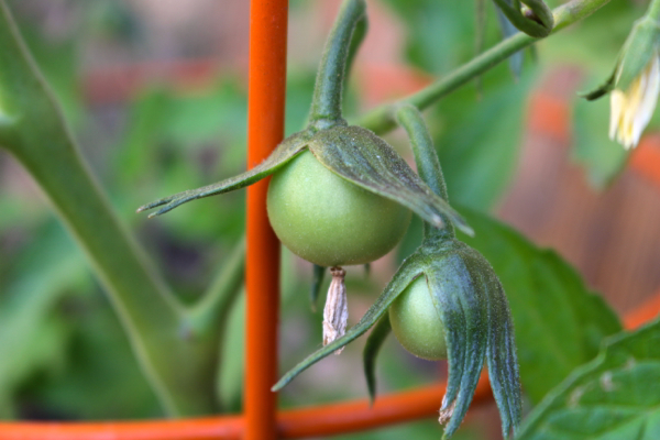 homegrown garden tomatoes