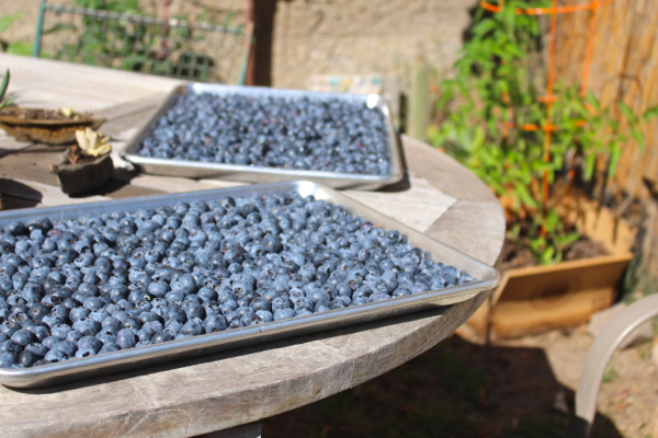 washing blueberries