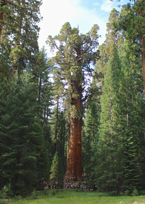 General Sherman sequoia