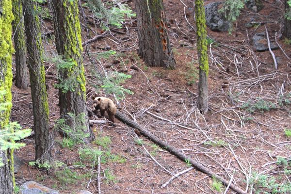 camping sequoia bear
