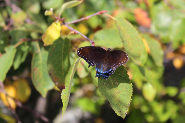 maryland black swallowtail
