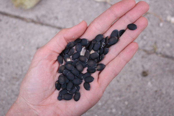 loofah seeds