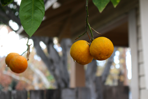 homegrown oranges