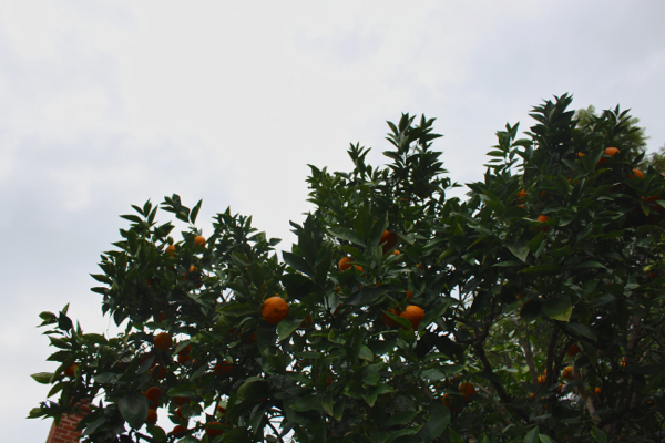 my orange tree