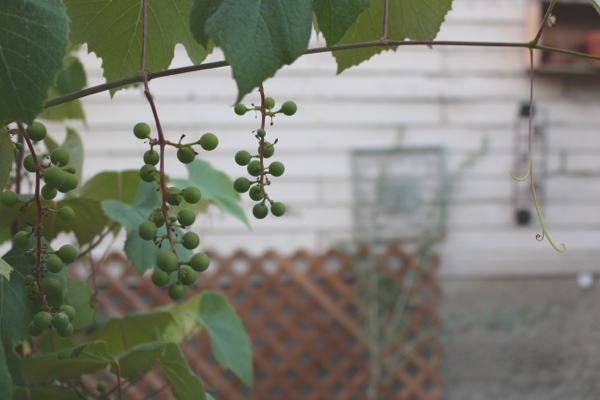 homegrown grapes