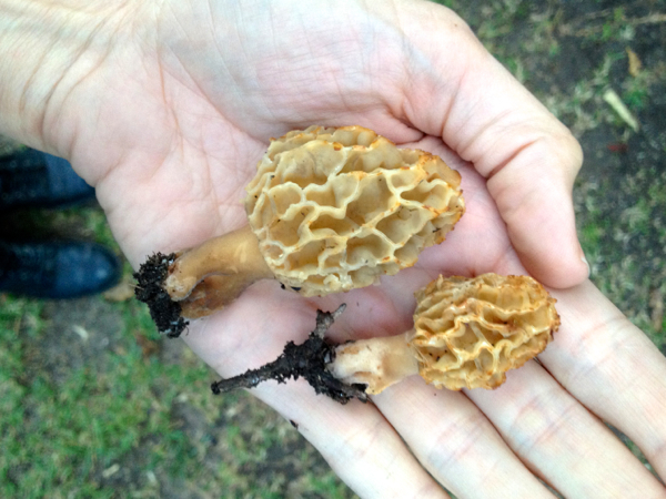 foraging mushrooms in california