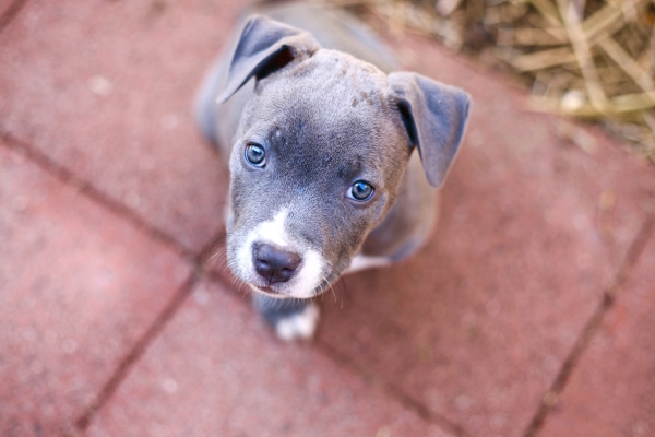 9 week pitbull