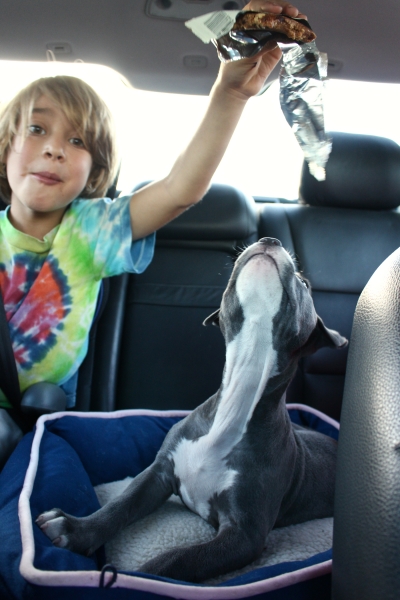 boy with pitbull puppy