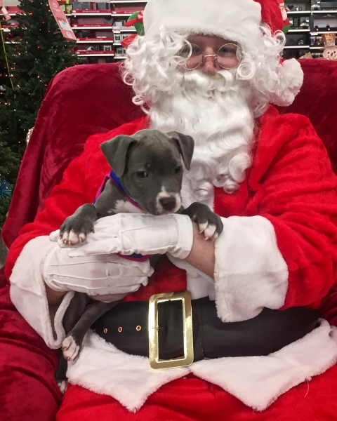 puppy with santa