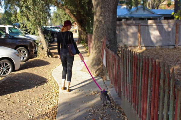 walking baby pitbull